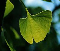 Ginkgo biloba extract