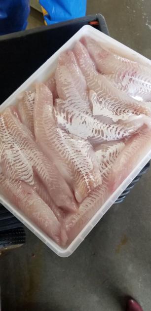 HADDOCK MACKEREL SQUID SALMON