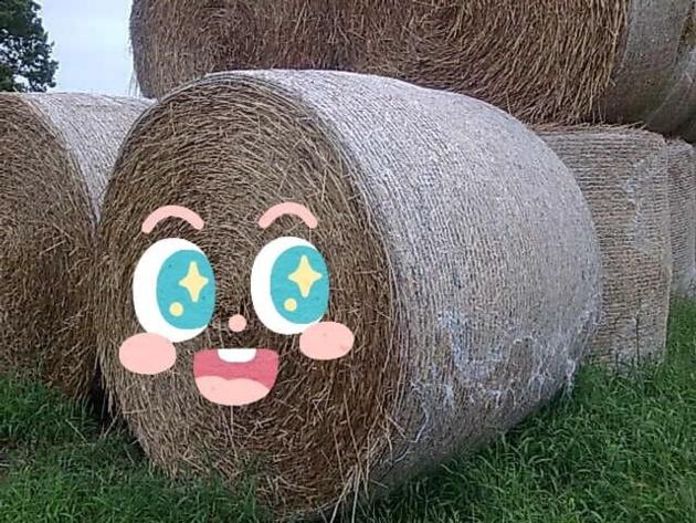 Bale Net Wrap