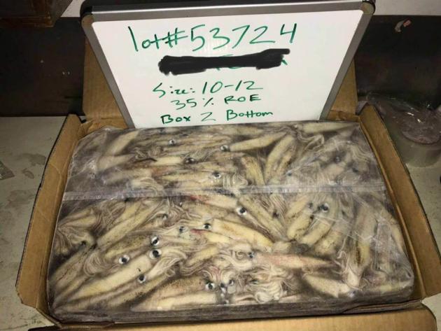 HADDOCK   MACKEREL  SQUID  SALMON