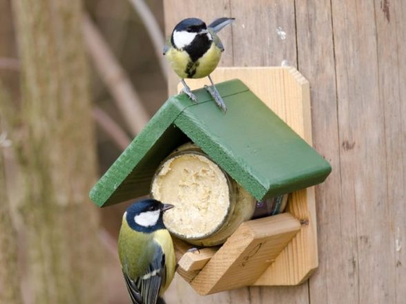 Wooden butter feeder for bird