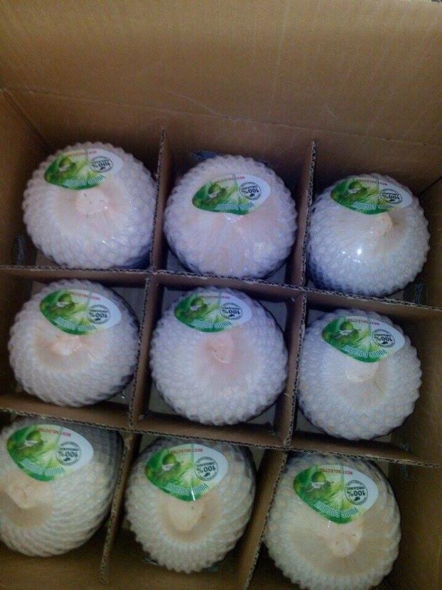 FRESH DIAMOND COCONUT HEAD SHAPPED
