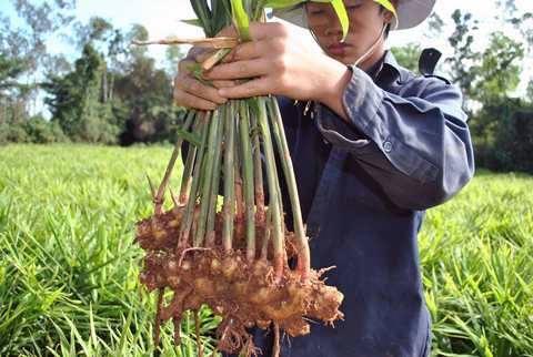 FRESH GINGER FOR SALE