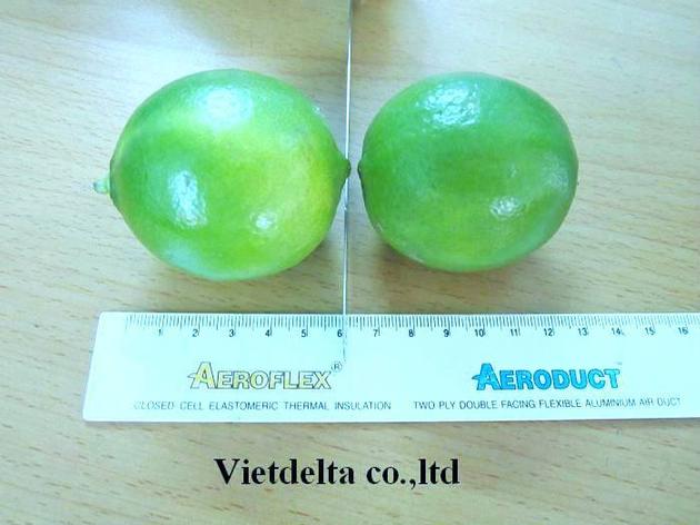 FRESH LIME FOR SALE