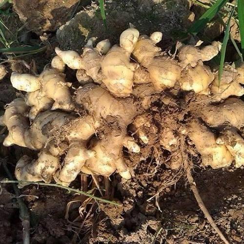 FRESH GINGER FOR SALE