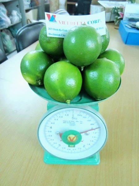 FRESH LIME FOR SALE
