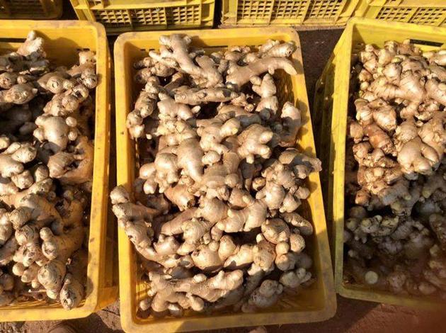 FRESH GINGER FOR SALE