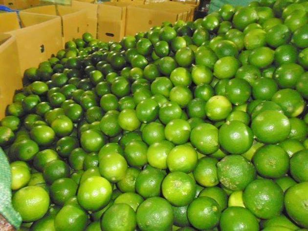 FRESH LIME FOR SALE