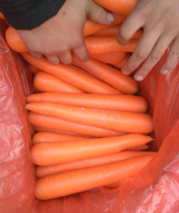  Fresh Carrot With Competitive Price