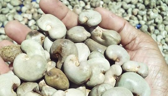 Raw Cashew Nut In Shell