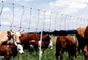 Cattle Fence,Woven Wire Fence,Welded Wire Fence,Euro Fence,Security Fence,Barbed Wire Fence,Razor Wi