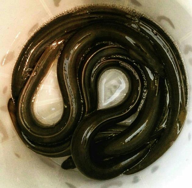 Eels,Live Eels,Frozen Eels