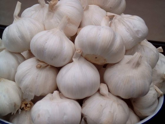 Fresh White Garlic