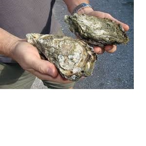 Coffin Bay King Oysters 