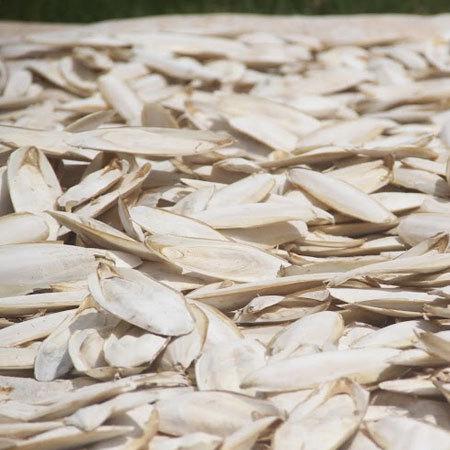 Dried cuttlefish bone