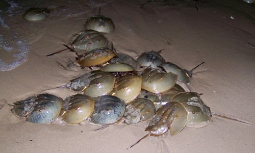 Horseshoe crab,horseshoe crab blood