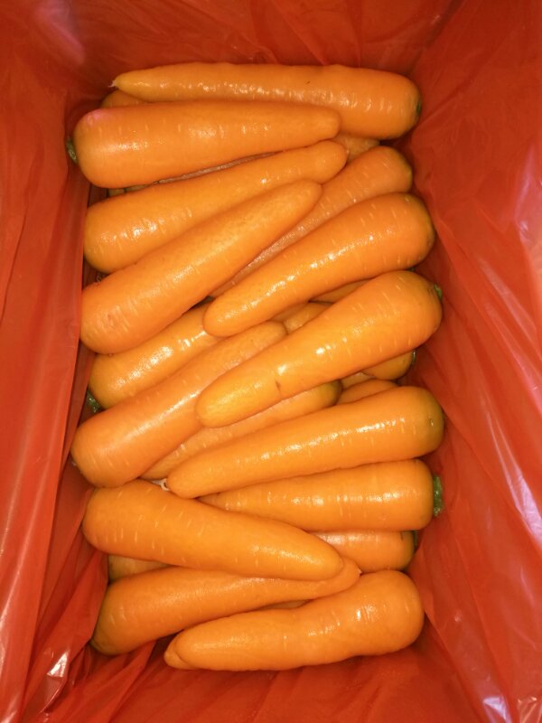 Fresh Carrot With Competitive Price