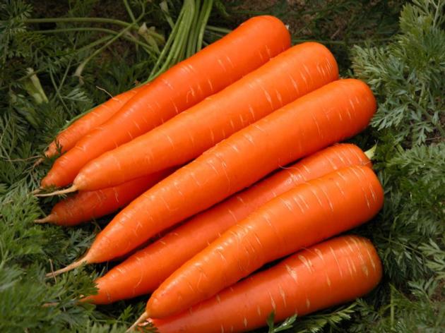 Fresh Carrot With Competitive Price