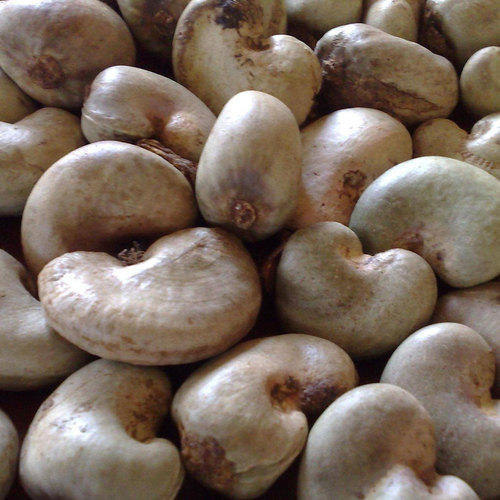 Raw Cashew Nut In Shell