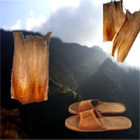 palm shoes