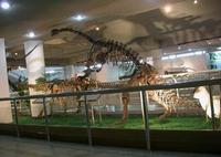 DINOSAUR FOSSIL FOR MUSEUM