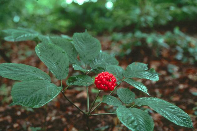 High Quality korean ginseng root extract