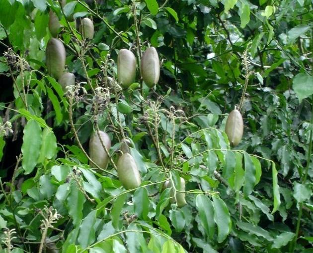 Top Selling griffonia seed extract 