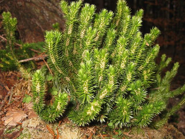 Natural 1% 98% huperzia serrate extract huperzine