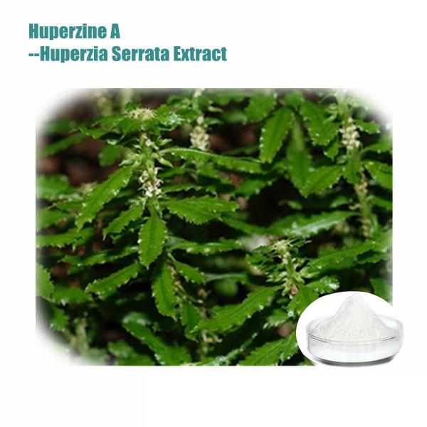 Chinese herbal medicine Huperzine A Huperzia Serrate Extract , 1% Huperzine A