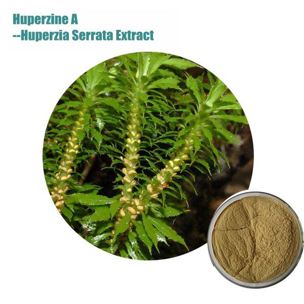 Huperzia Serrate extract