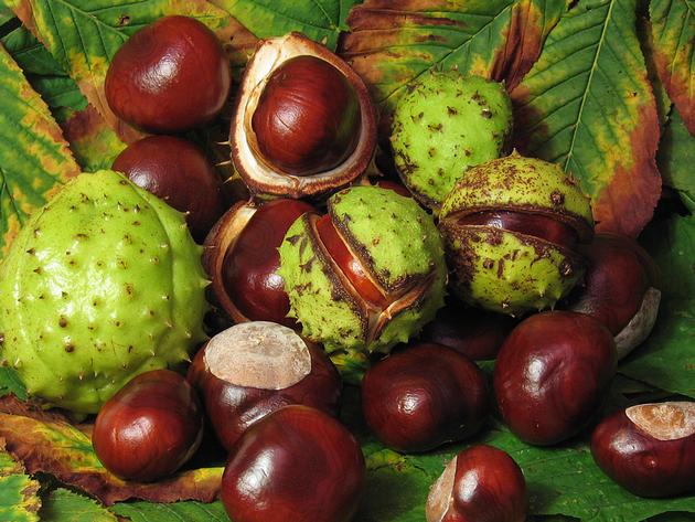 Horse chestnut extract