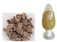 High purity morinda officinalis polysaccharides No dextrin or any other materials added