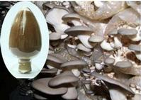  High purity pleurotus ostreatus extract-No dextrin or any other materials added