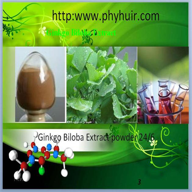 Top Quality gingko biloba p.e.