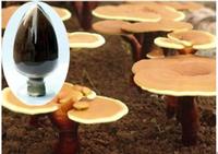 High purity glossy Ganoderma extract - No dextrin or any other materials added