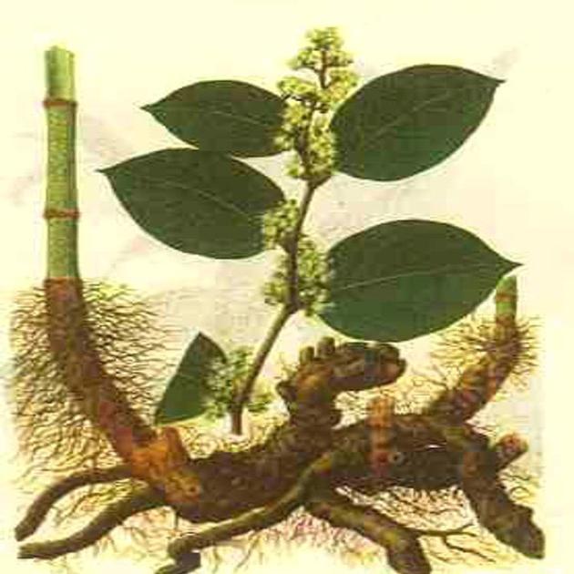 High quality Resveratrol 