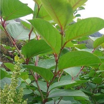 High quality natural resveratrol 