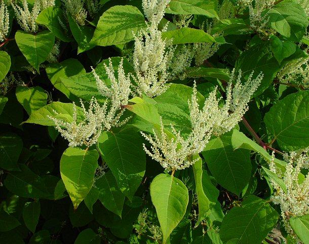 Resveratrol/Polygonum Cuspidatum P.E.
