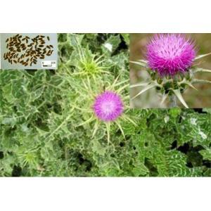 Organic Milk thistle extract