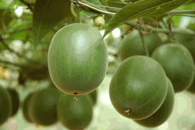 Monk Fruit Extract