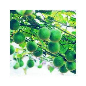   Luo Han Guo Extract