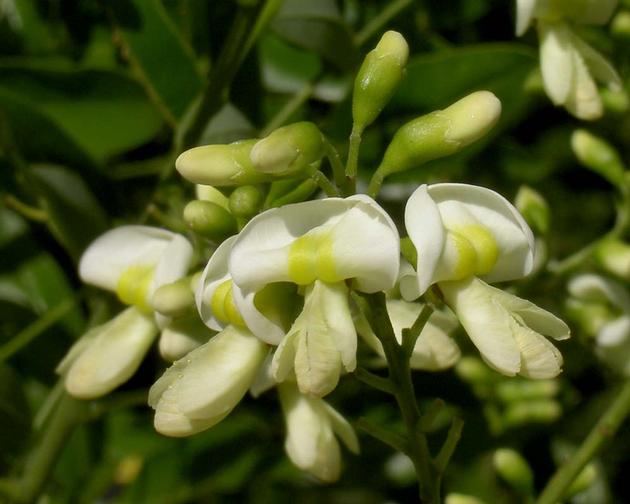 Hot sale sophora japonica extract