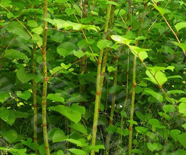 Pure Natural Polygonum Cuspidatum Extract