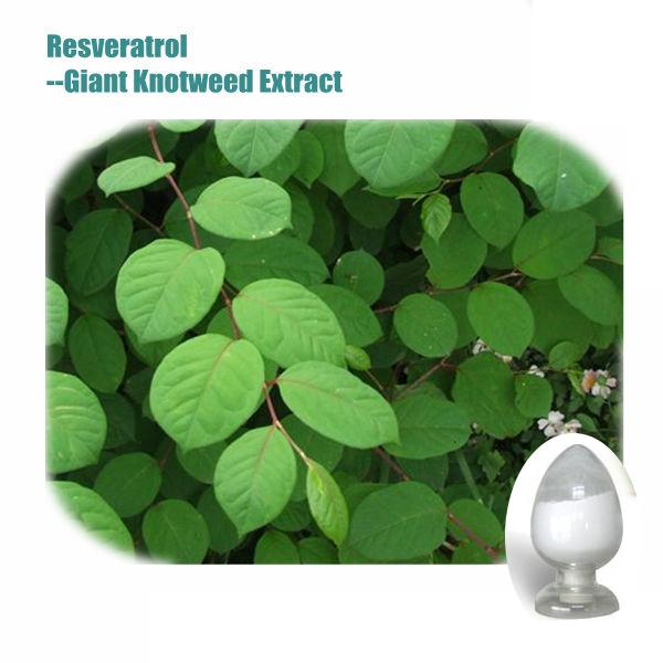 Factory Supply High Quality Polygonum Cuspidatum Extract