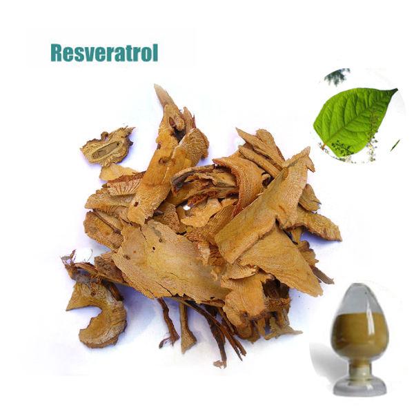 Free Sample Polygonum cuspidatum extract,