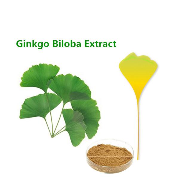Nature ginkgo biloba leaf extract