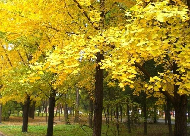 Gingko Biloba P.E.