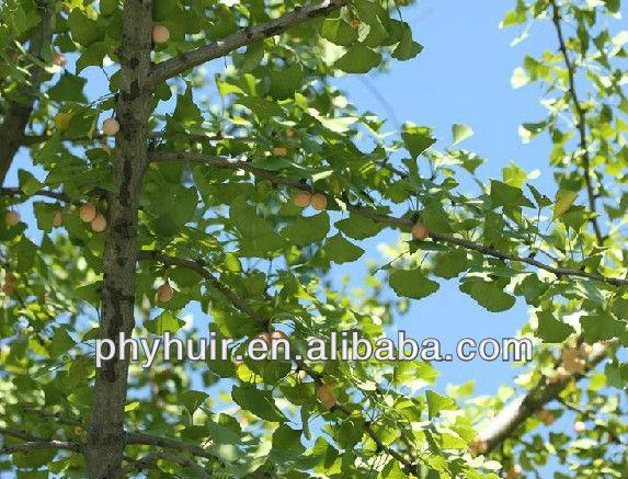 Pure Natural Gingko Biloba P.E. Powder