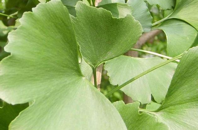 Ginkgo Biloba Leaf Extract /Ginkgo Biloba P.E./ Flavonoids