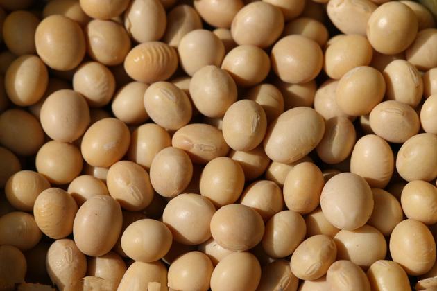 High quality and best price soybean p.e./soybean extract/soy isoflavones